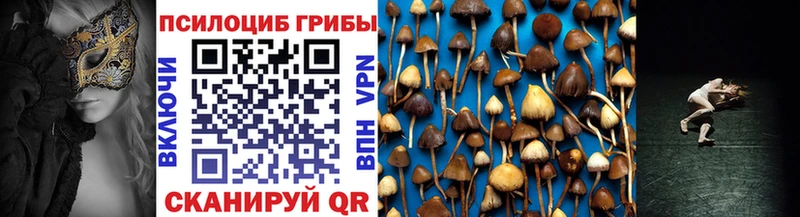 Купить закладки  Петушки  Псилоцибиновые грибы Psilocybe 